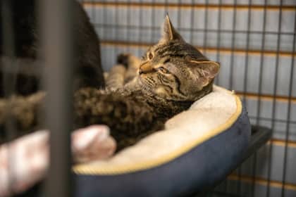Speed bump - Domestic Shorthair/Mix available for adoption