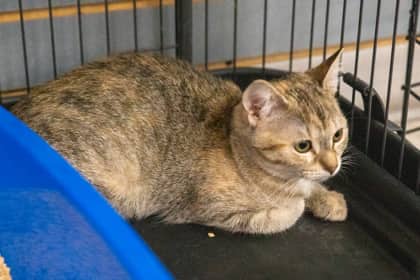 Taz - Domestic Shorthair/Mix available for adoption