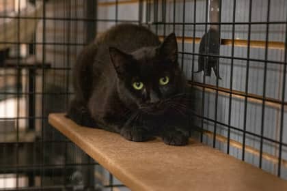 Cc - Domestic Shorthair/Mix cat available for adoption at Niagara SPCA and Humane Society in Welland