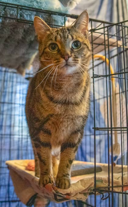 Evie - Domestic Shorthair/Mix available for adoption
