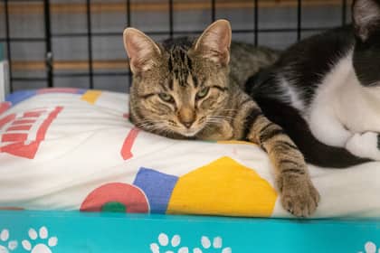 Velma - Domestic Shorthair/Mix cat available for adoption in Ontario