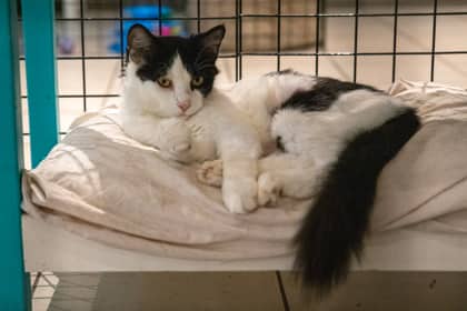 Berta - Domestic Shorthair/Mix cat available for adoption at Niagara SPCA and Humane Society in Welland