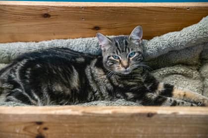 Timothy - Domestic Shorthair/Mix cat available for adoption at Niagara SPCA and Humane Society in Welland