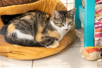 Connie - Domestic Shorthair/Mix available for adoption