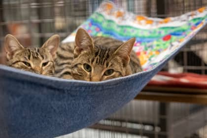 Spam - Domestic Shorthair/Mix available for adoption