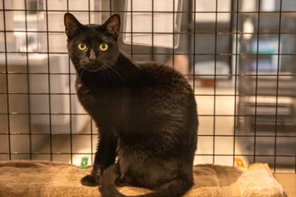 Litten - Domestic Shorthair/Mix cat available for adoption in Calgary