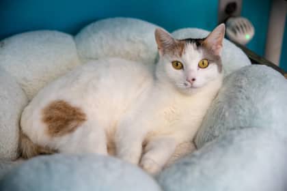 Mila - Domestic Shorthair cat available for adoption at Niagara SPCA and Humane Society in Welland