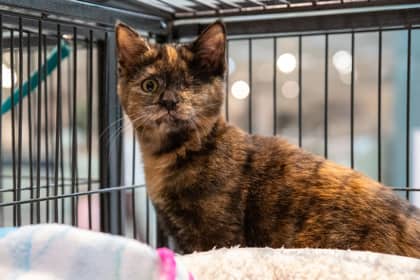 Leela - Domestic Shorthair/Mix available for adoption