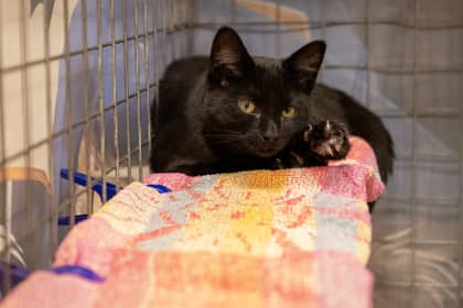 Cat Benatar - Domestic Shorthair/Mix available for adoption