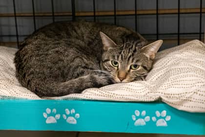 Machete - Domestic Shorthair/Mix available for adoption