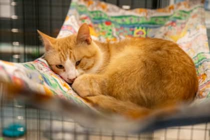 Notorious C.A.T - Domestic Shorthair/Mix available for adoption