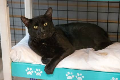 Catrick - Domestic Shorthair/Mix available for adoption