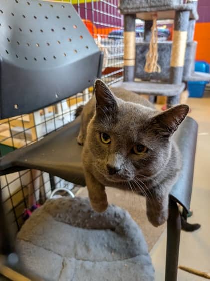 Ringo - Domestic Shorthair/Mix cat available for adoption at Niagara SPCA and Humane Society in St. Catharines
