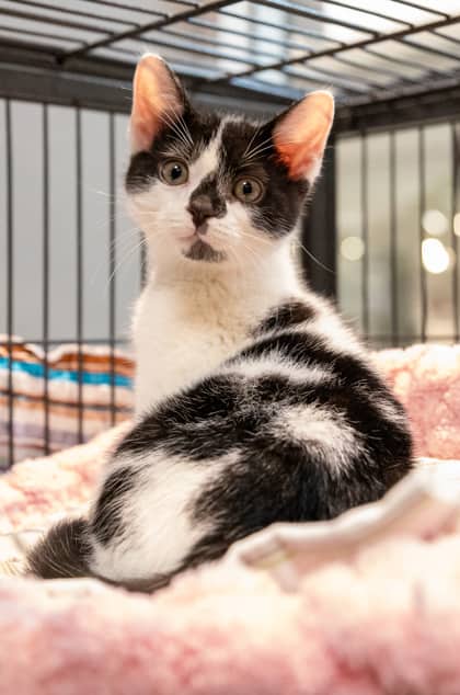 Moo - Domestic Shorthair available for adoption