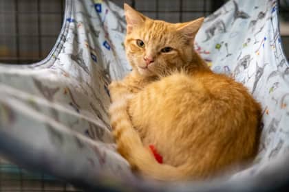 Finn - Domestic Shorthair/Mix cat available for adoption at Niagara SPCA and Humane Society in Welland