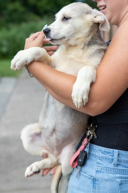 Snickers - Siberian Husky/Mix available for adoption in Ontario