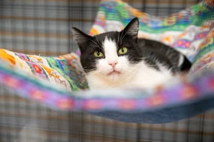 Tater - Domestic Shorthair/Mix available for adoption