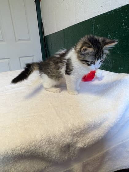 Dodger - Domestic Medium Hair/Mix available for adoption
