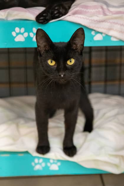 Shay - Domestic Shorthair/Mix cat available for adoption in Ontario