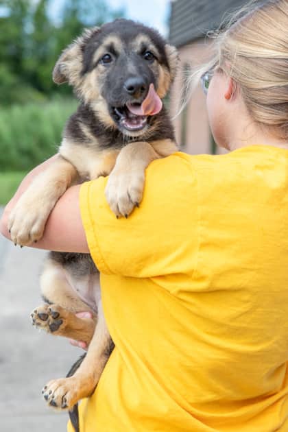 Combos - Siberian Husky/Mix available for adoption in Ontario