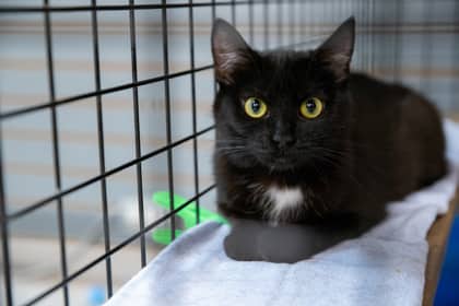 Miso - Domestic Shorthair/Mix available for adoption
