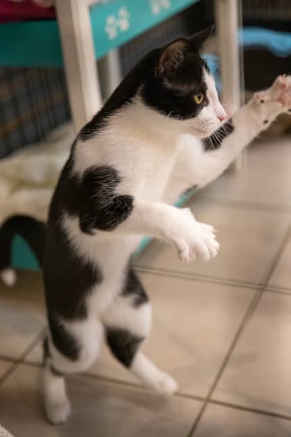 Rowlett - Domestic Shorthair available for adoption