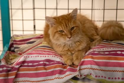 Spam - Domestic Medium Hair/Mix cat available for adoption at Niagara SPCA and Humane Society in Welland