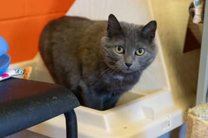 Dot - Domestic Shorthair/Mix available for adoption