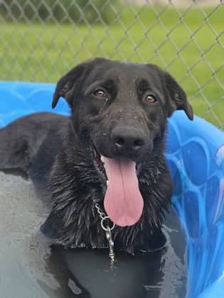 Declan - Retriever, Labrador/Mix available for adoption in Ontario