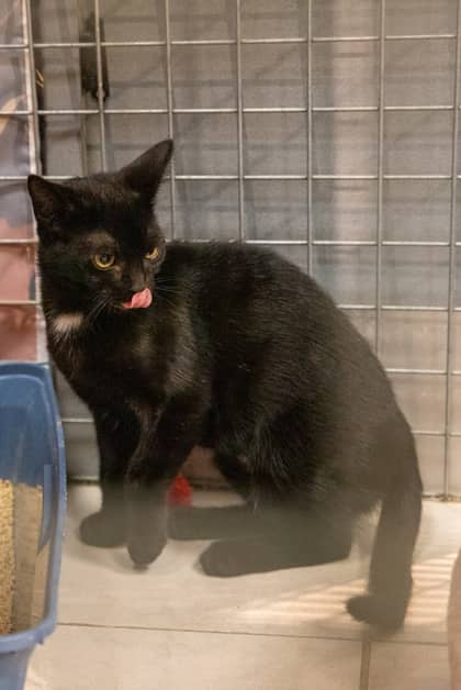 Daphne - Domestic Shorthair/Mix available for adoption
