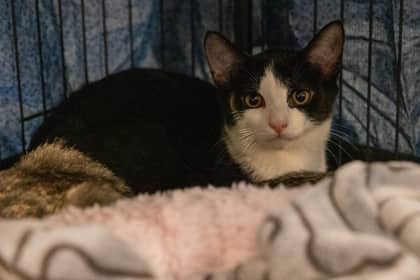 Jasmine - Domestic Shorthair/Mix cat available for adoption at Niagara SPCA and Humane Society in Welland