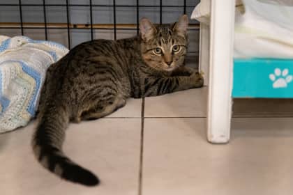Raihan - Domestic Shorthair available for adoption