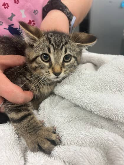 Popsicle - Domestic Shorthair/Mix available for adoption