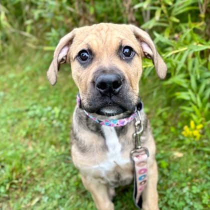 Marlow - Mastiff/Mix available for adoption in Ontario