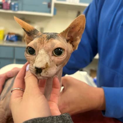 Pickle - Sphynx/Mix cat available for adoption at Kingston Humane Society in Kingston