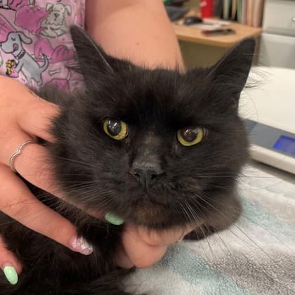 Luna - Domestic Longhair/Mix cat available for adoption in Calgary
