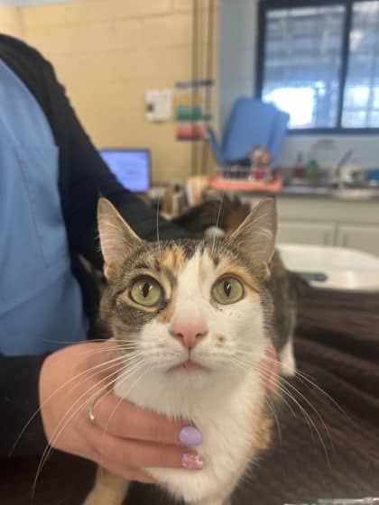 Jasper - Domestic Shorthair/Mix available for adoption