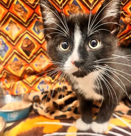 Balderson - Domestic Shorthair/Mix cat available for adoption at Kingston Humane Society in Kingston
