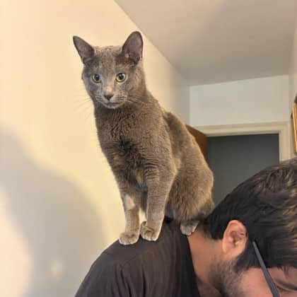 Lulu - Domestic Shorthair/Mix available for adoption