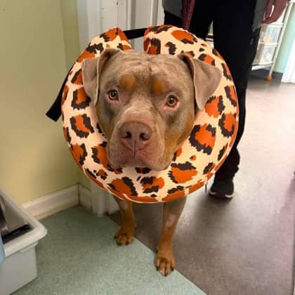 Tonka - Boxer/Mix available for adoption