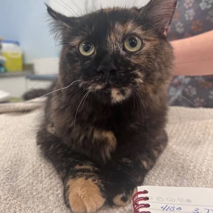 Genevieve - Domestic Medium Hair/Mix cat available for adoption in Calgary