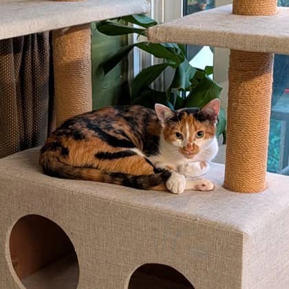 Tortellini - Domestic Shorthair/Mix cat available for adoption at Kingston Humane Society in Kingston