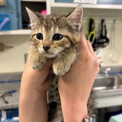 Maeve - Domestic Shorthair/Mix cat available for adoption at Kingston Humane Society in Kingston