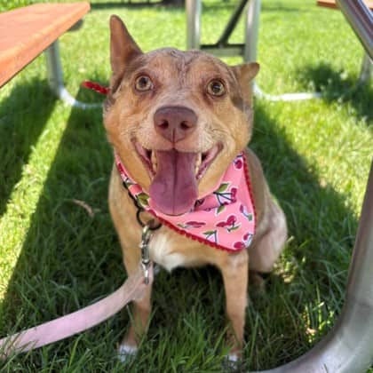 Charlie - Australian Cattle Dog/Mix available for adoption