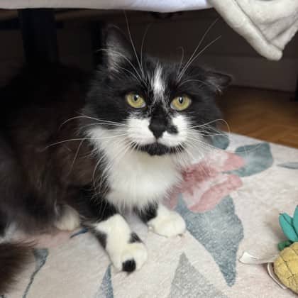 Audrey - Domestic Longhair/Mix cat available for adoption at Kingston Humane Society in Kingston