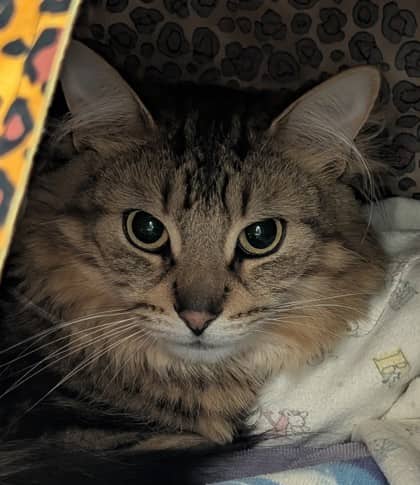 Bob - Domestic Medium Hair/Mix cat available for adoption at Kingston Humane Society in Kingston