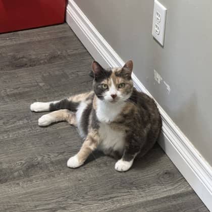 Penelope - Domestic Shorthair/Mix available for adoption