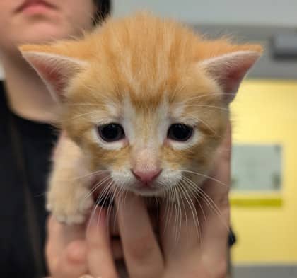 Banner - Domestic Shorthair/Mix cat available for adoption in Ontario