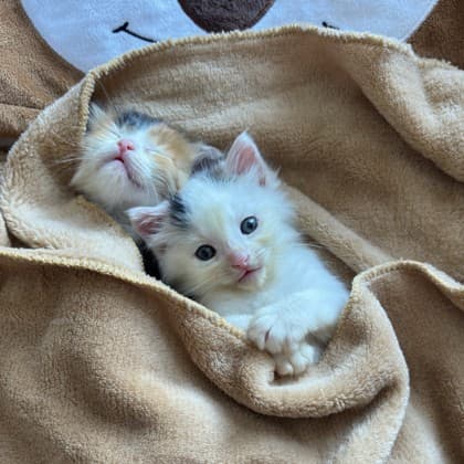 Rider - Domestic Shorthair/Mix available for adoption