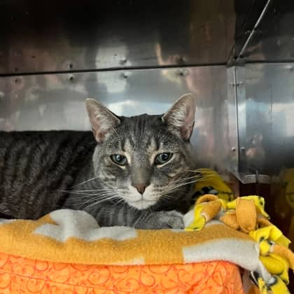 Slam - Domestic Shorthair/Mix cat available for adoption at Kingston Humane Society in Kingston